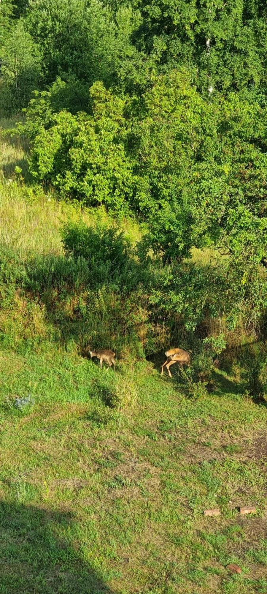Ferienwohnung Fuer Naturliebhaber Peenemunde Buitenkant foto